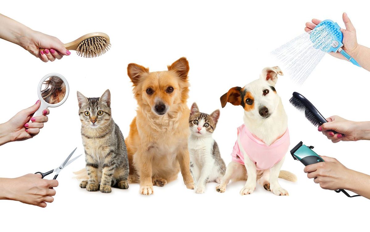 Pet Cleaning Essentials